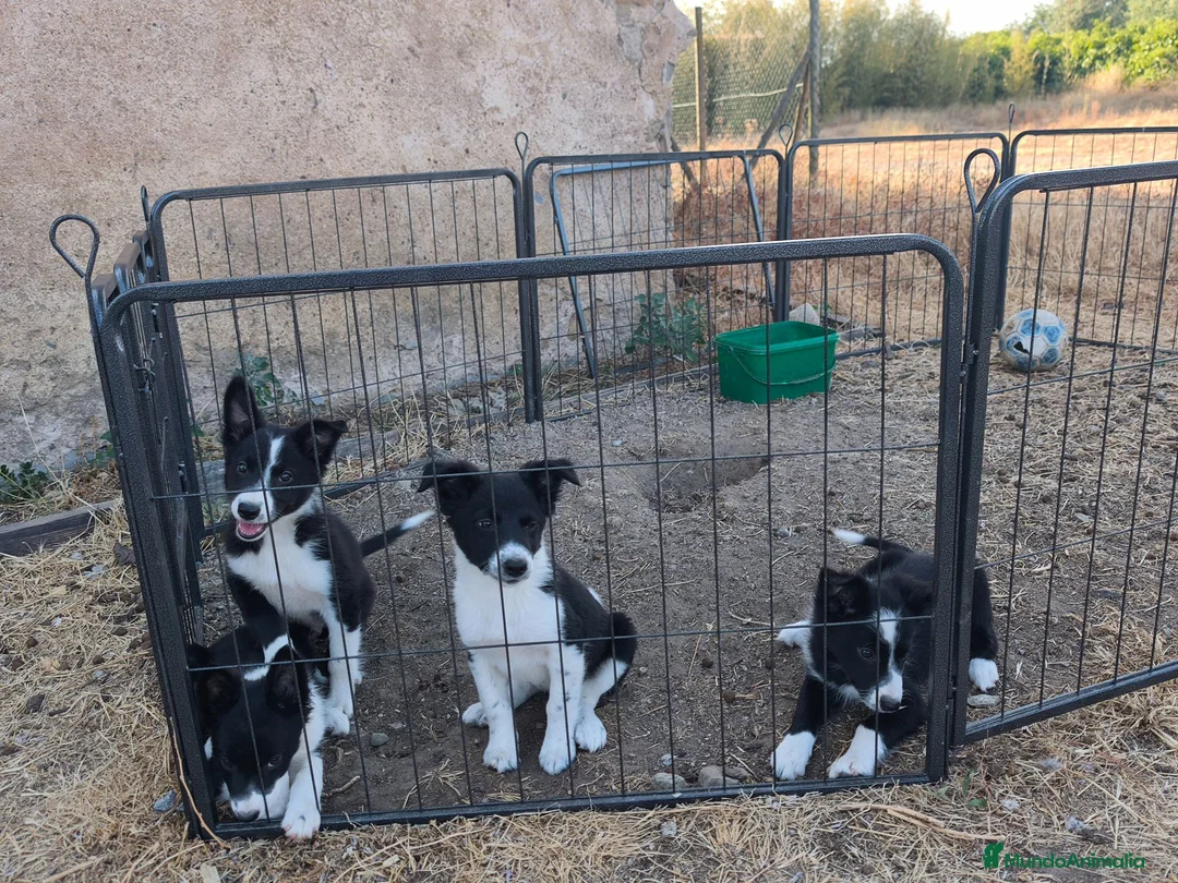 Border Collie perros en venta: Cachorros border collie 350€ - Anuncio 1