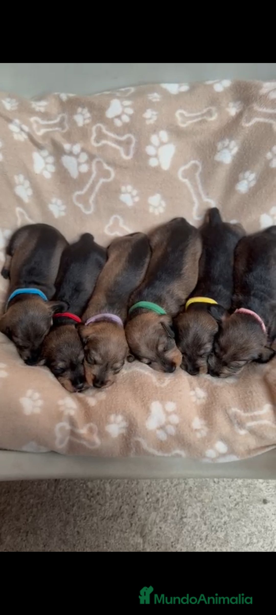 Teckel Miniatura perros en venta: Teckel mini de pelo duro  - Imagen 1