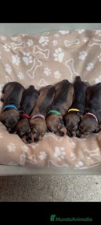 Teckel Miniatura perros - Anuncio 11