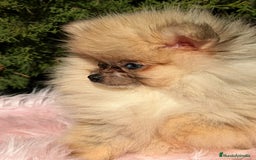 Pomerania perros en venta: POMERANIA TOY OJOS DISPARES - Anuncio 3