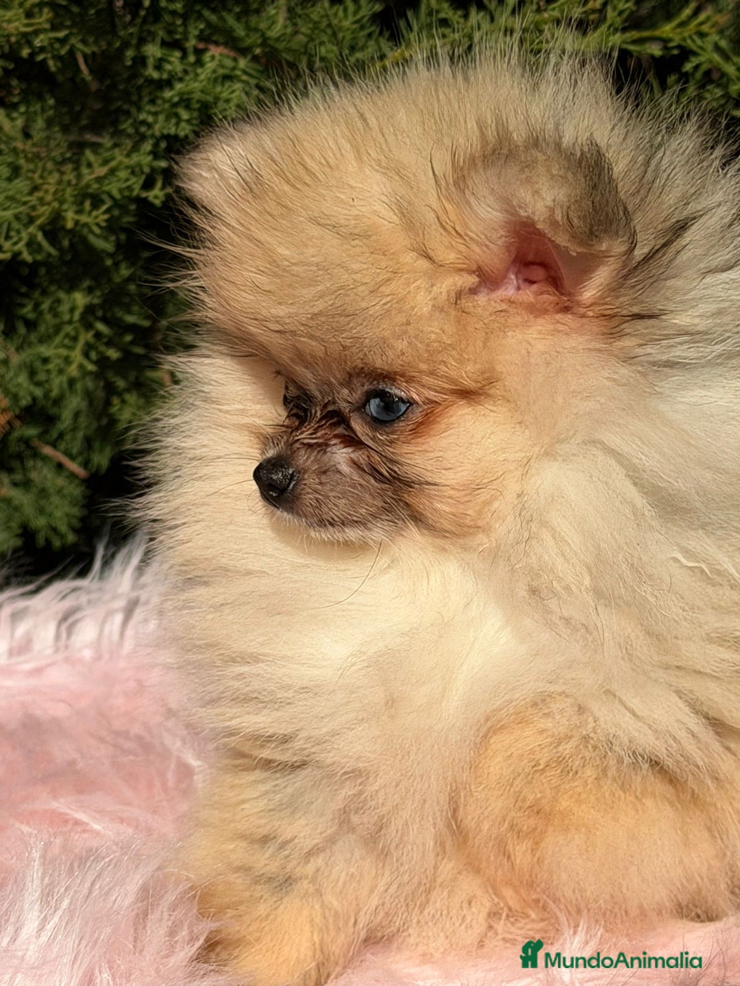 Pomerania perros en venta: POMERANIA TOY OJOS DISPARES - Anuncio 3