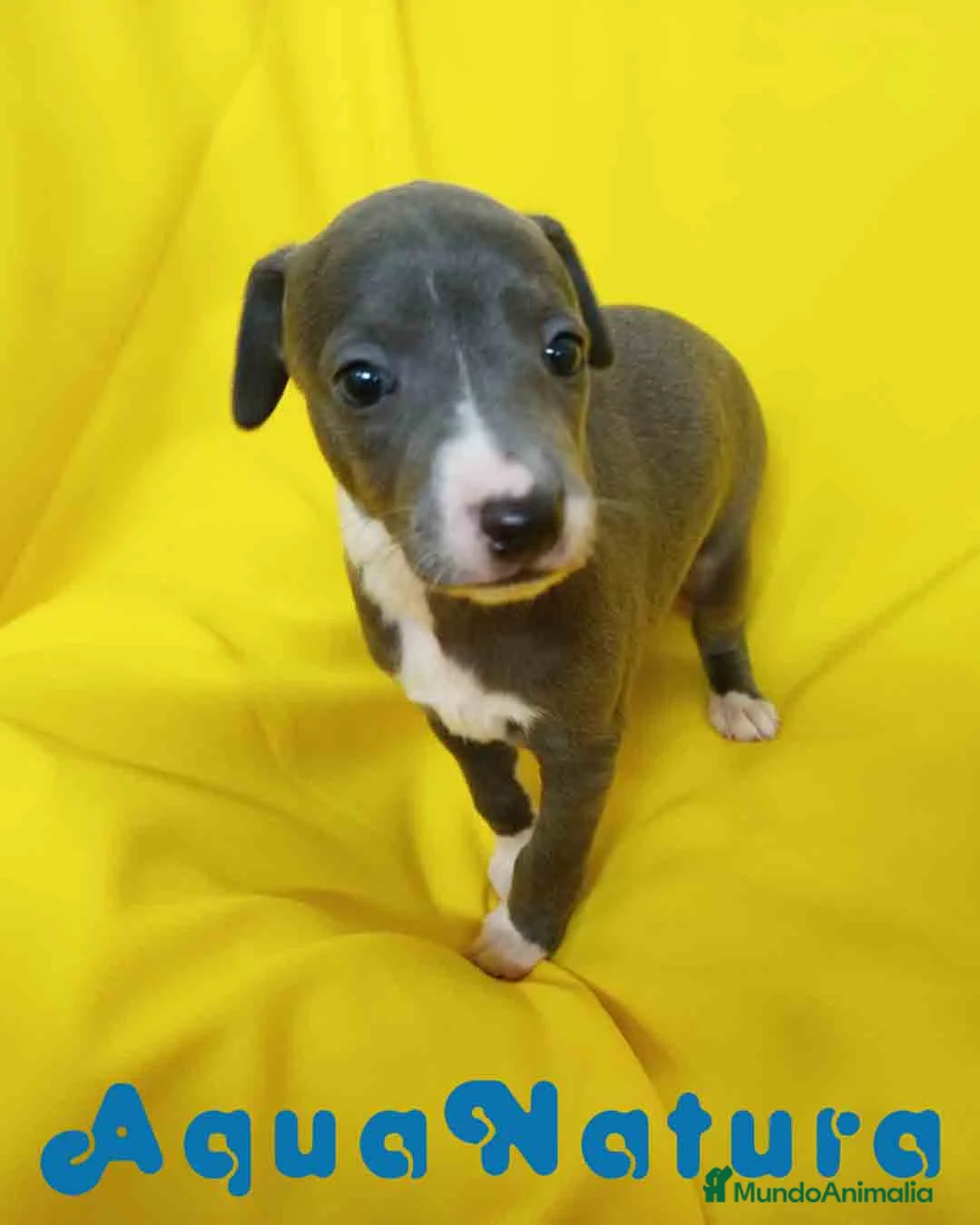 Pequeño Lebrel Italiano perros en venta: Lebrel Italiano Hembra de AB y Omega 1832 - Anuncio 2