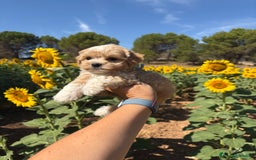 Maltipoo perros en venta: Maltipoo fotos actuales de los cachorros!! - Imagen 15
