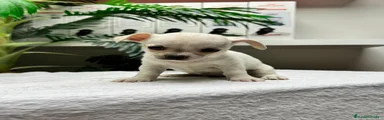 Chihuahua 3