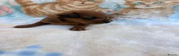 Raza Mixta perros en venta: Pootalian - Anuncio 13