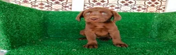 Labrador Retriever perros en venta: labrador retriever - Anuncio 5