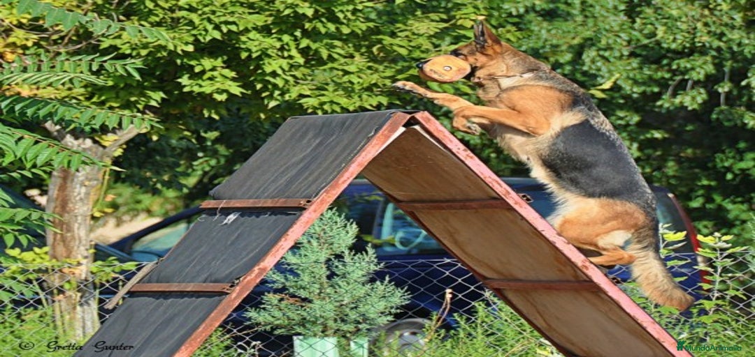 Imagen de galería {{count}}