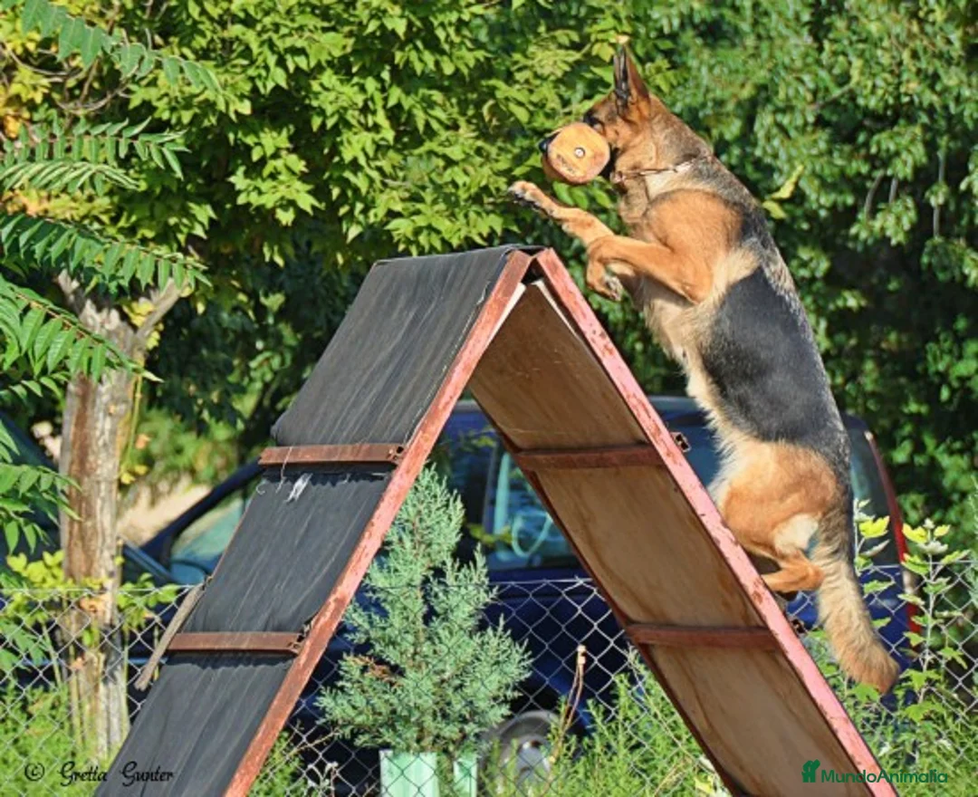 Imagen de galería {{count}}