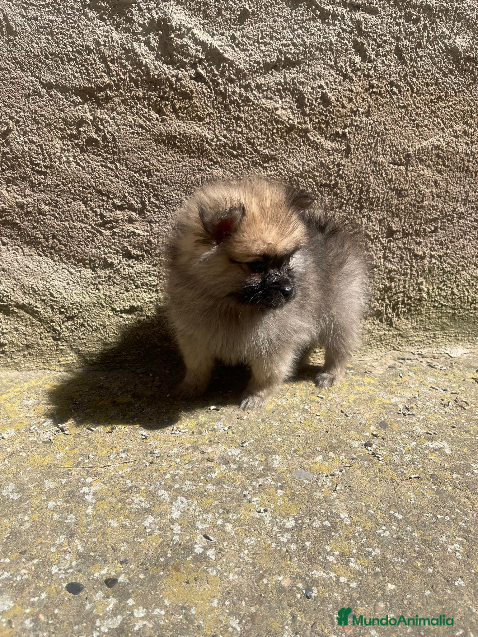 Pomerania perros Pomerania hembra mini – cara de osito” - Anuncio 14