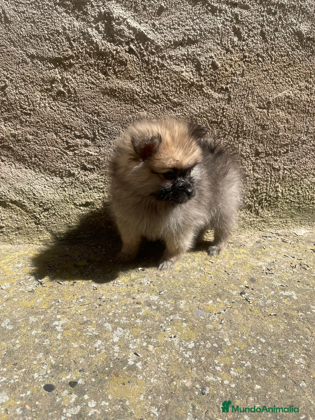 Pomerania perros en venta: Pomerania hembra min” - Anuncio 1