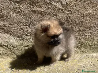 Pomerania perros Pomerania hembra mini – cara de osito” - Anuncio 14