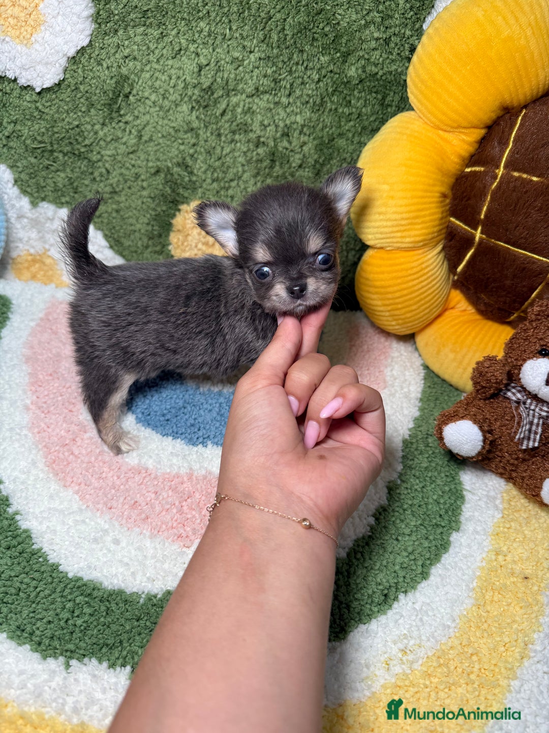 Chihuahua perros en venta: Chihuahua de Pelo Largo y Línea Rusa Exotico - Imagen 3