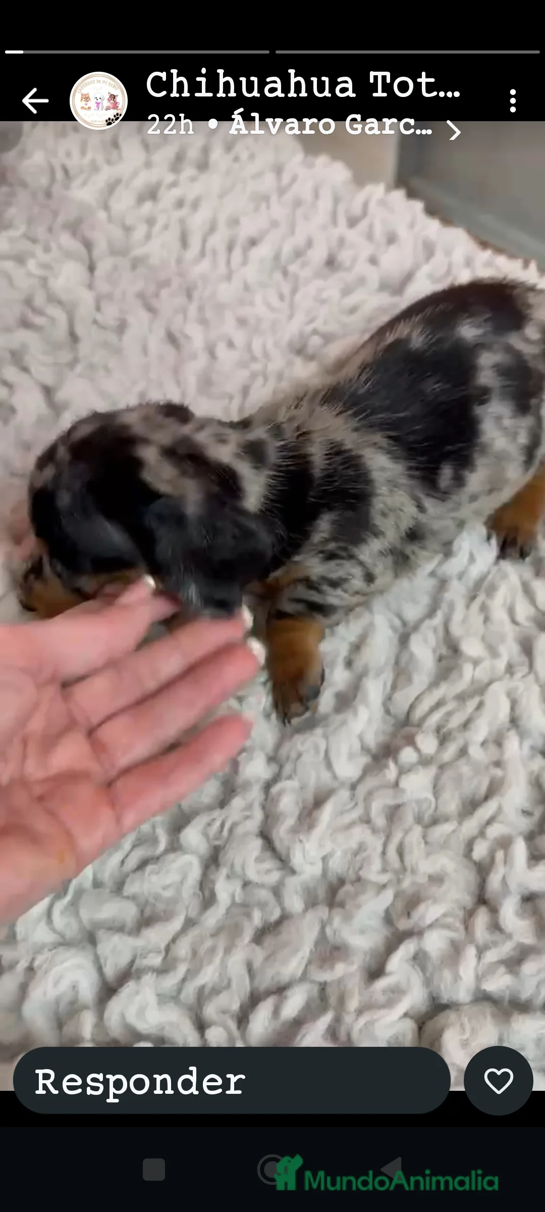 Teckel Miniatura perros en venta: Teckel miniatura arlequin - Anuncio 3