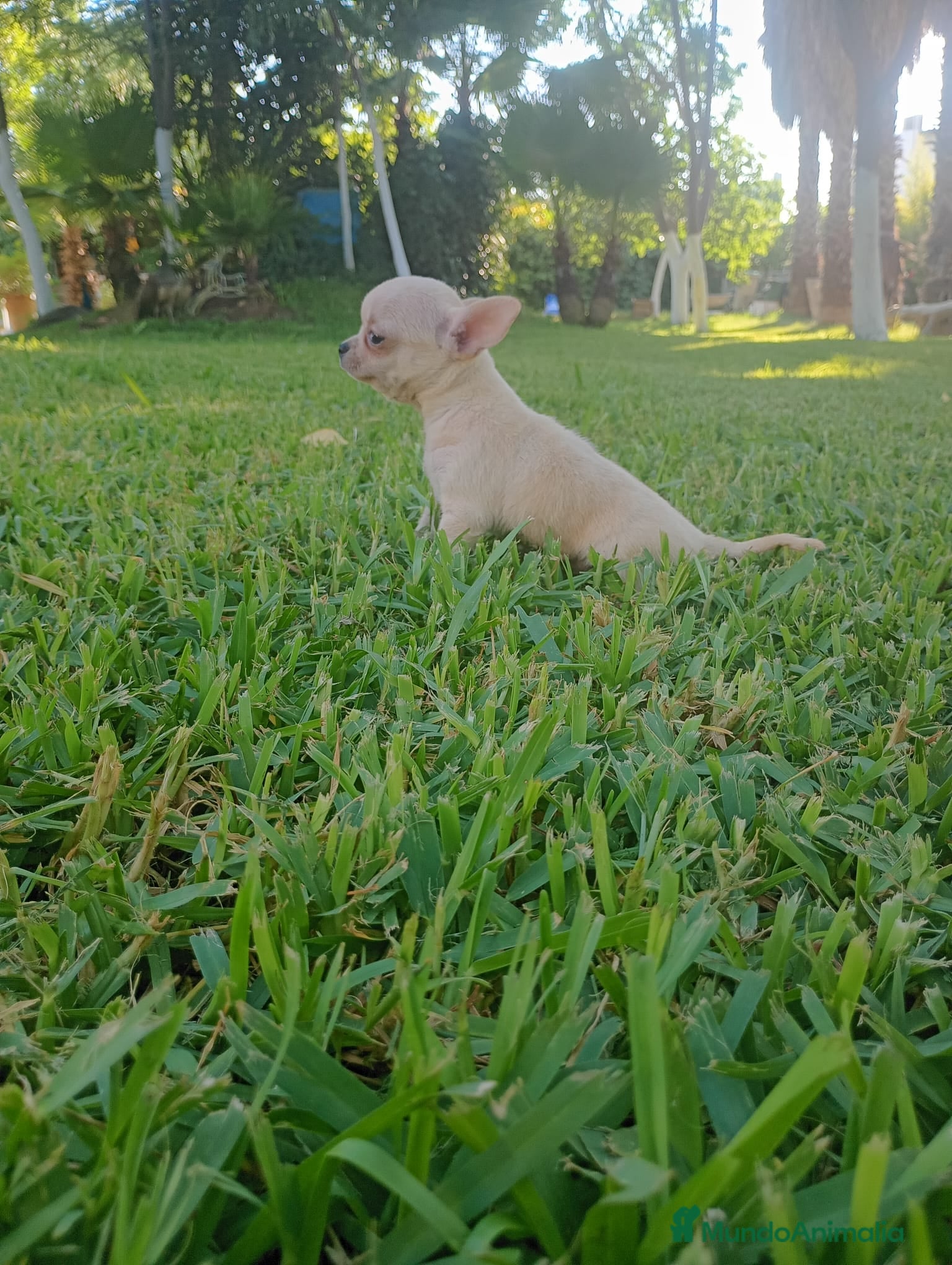Chihuahua perros Disponible Chihuahuas Macho y hembras  - Anuncio 2