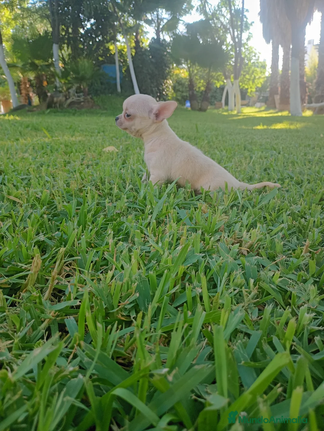 Chihuahua perros en venta: Disponible Chihuahuas Macho y hembras  - Anuncio 1