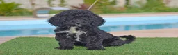 Perro de Agua Español perros en venta: Perro de agua , cachorros  - Anuncio 8