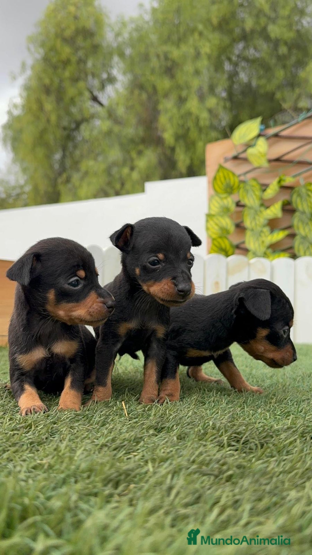 Pinscher Miniatura perros en venta: PINSCHER MINIATURA HEMBRAS - Imagen 8