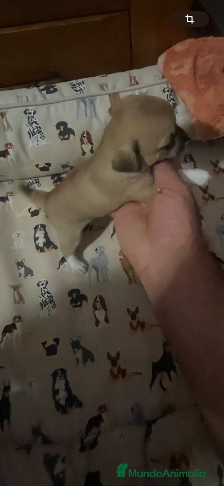 Chihuahua perros Chihuahua - Anuncio 2