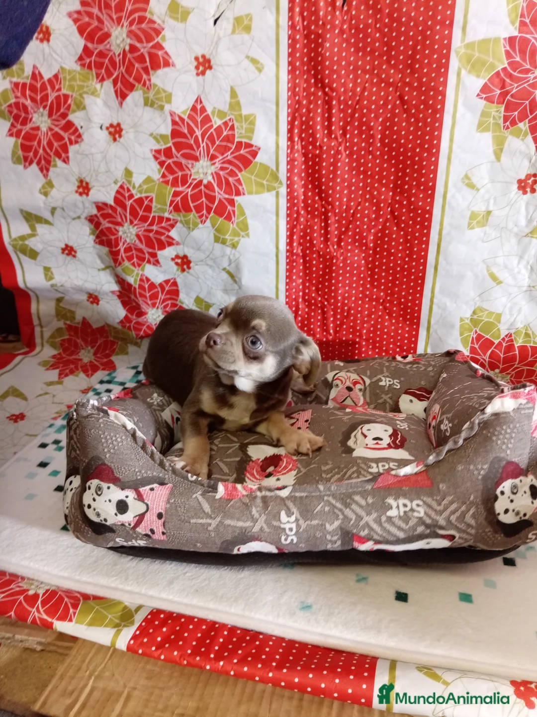 Chihuahua perros en venta: Chihuahua - Anuncio 3