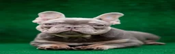 Bulldog Francés perros en venta: BULLDOG FRANCES - MADRID - ENTREGA  - Anuncio 5