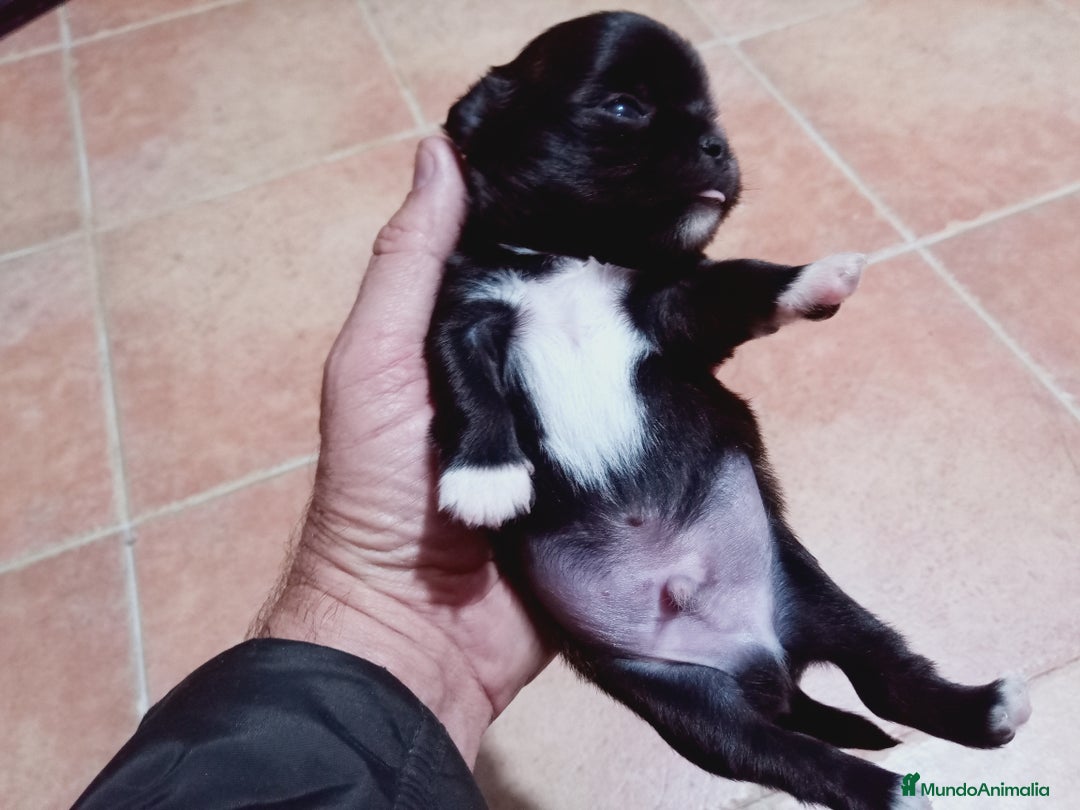 Chihuahua perros en venta: Camada de Paris Chihuahua  - Anuncio 5