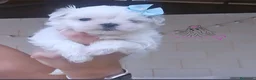 Bichón Maltés perros en venta: Bichon maltes coreano miniatura  - Anuncio 3