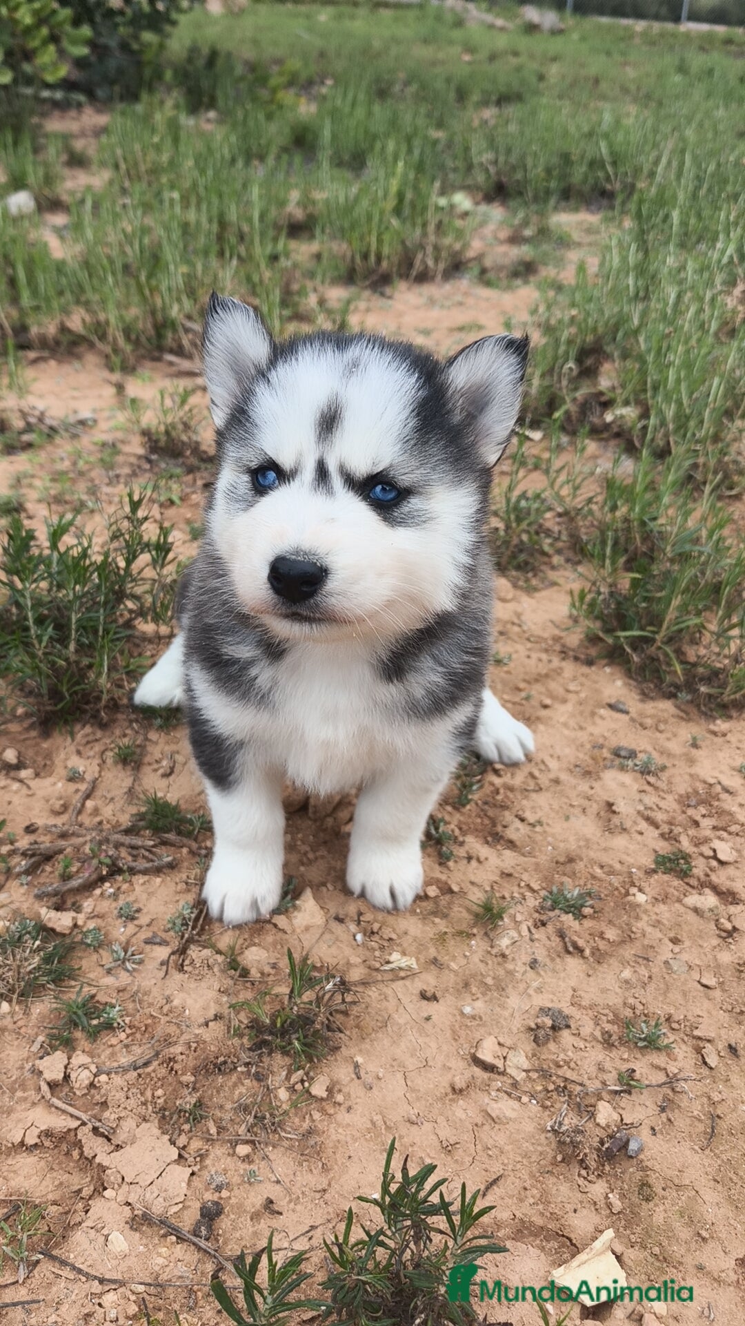 Husky Siberiano perros en venta: Husky SIBERIANO disponibles  - Anuncio 4