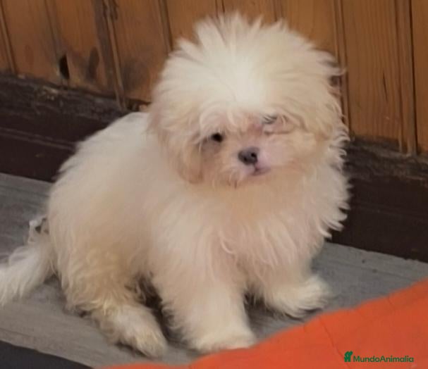 Shih Tzu perros Shih tzu en Curtis la Coruña  - Anuncio 36