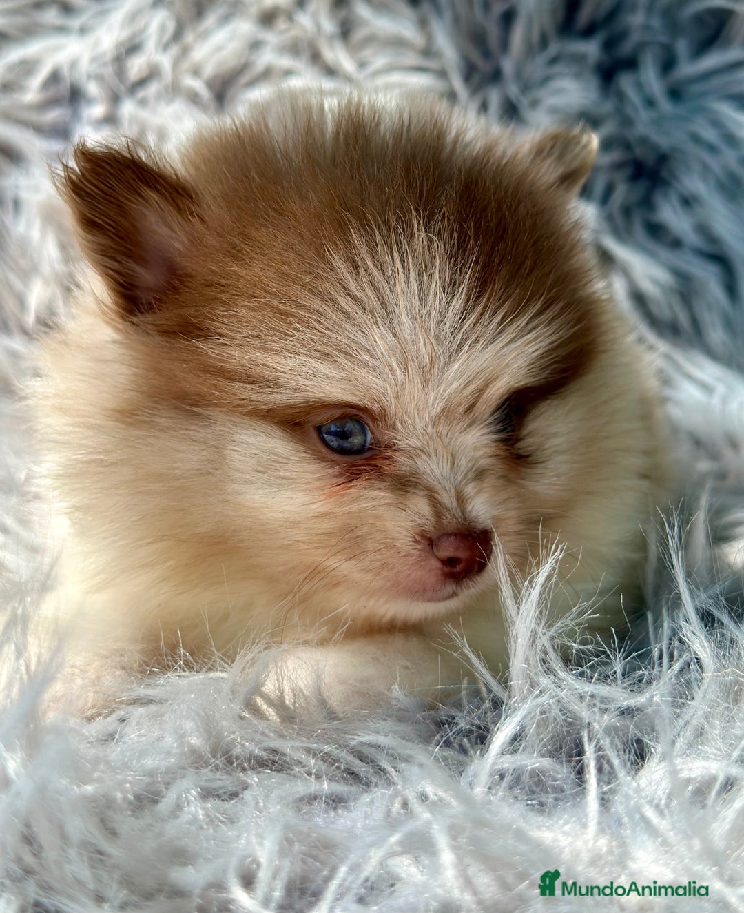 Pomerania perros en venta: POMERANIA TOY LINE RUSA - Imagen 2