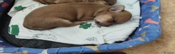 Chihuahua perros en venta: Chihuahua - Anuncio 3