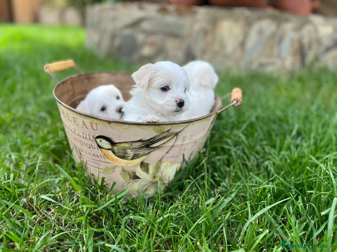 Bichón Maltés perros en venta: Bichon maltés  en Cáceres - Anuncio 4