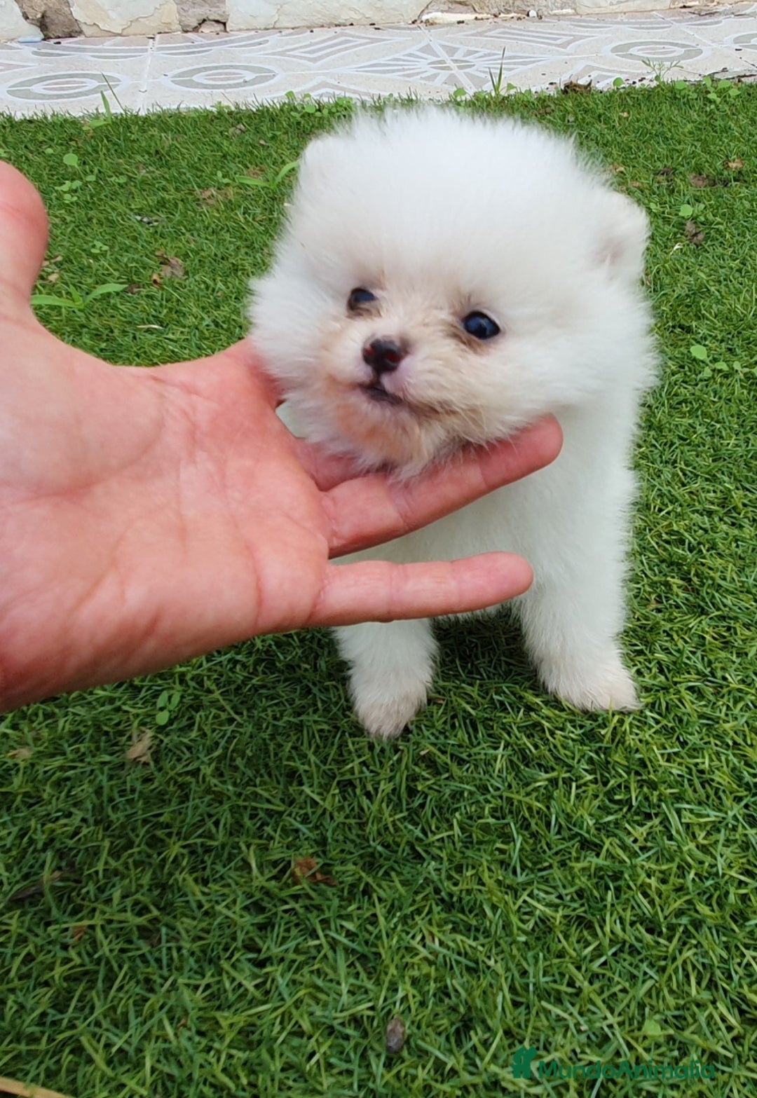 Pomerania perros en venta: Pomerania Blanco Nuclear MUY EXCLUSIVO - Imagen 8
