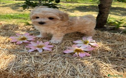 Maltipoo perros en venta: Maltipoo Macho disponible  - Imagen 2
