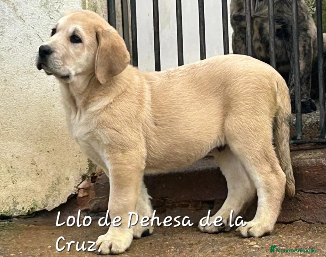 Mastín Español perros en venta: Mastín Español  - Anuncio 2