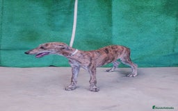 Galgo Español perros en venta: Galgo Español  - Imagen 2