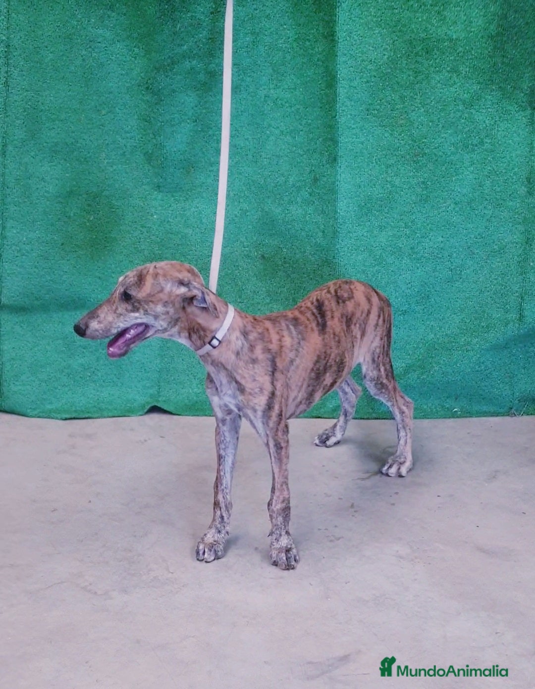 Galgo Español perros en venta: Galgo Español  - Imagen 2