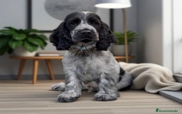 Cocker Spaniel Inglés perros en venta: Cariñosos y juguetones cocker inglés  - Imagen 6