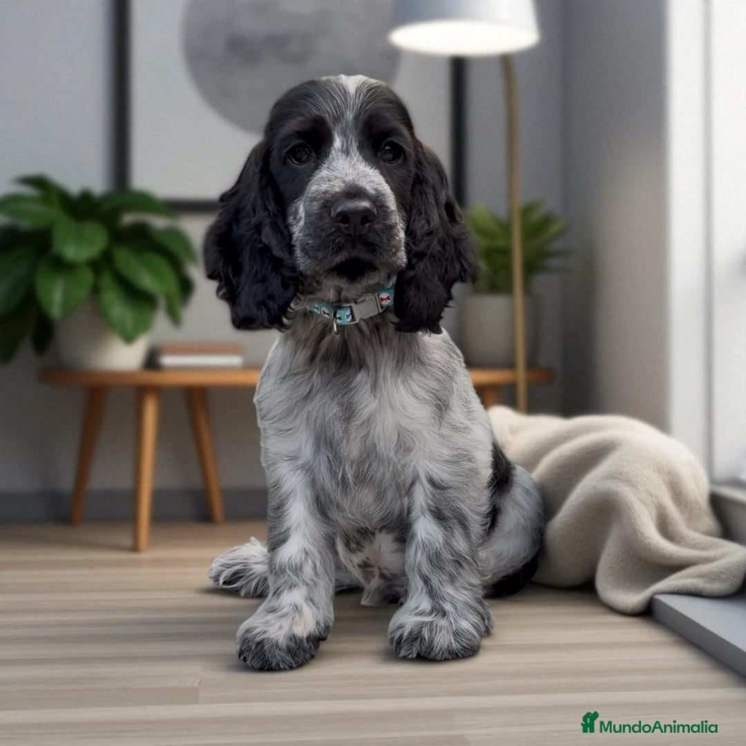 Cocker Spaniel Inglés perros en venta: Cariñosos y juguetones cocker inglés  - Imagen 6