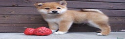 Shiba Inu perros en venta: Shiba Cachorro - Anuncio 1