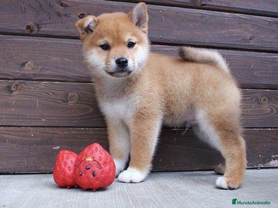 Shiba Inu perros en venta: Shiba Cachorro - Anuncio 1