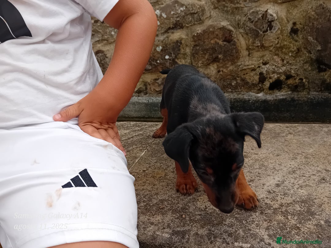 Pinscher Alemán perros en venta: Pincher blue merle - Imagen 5