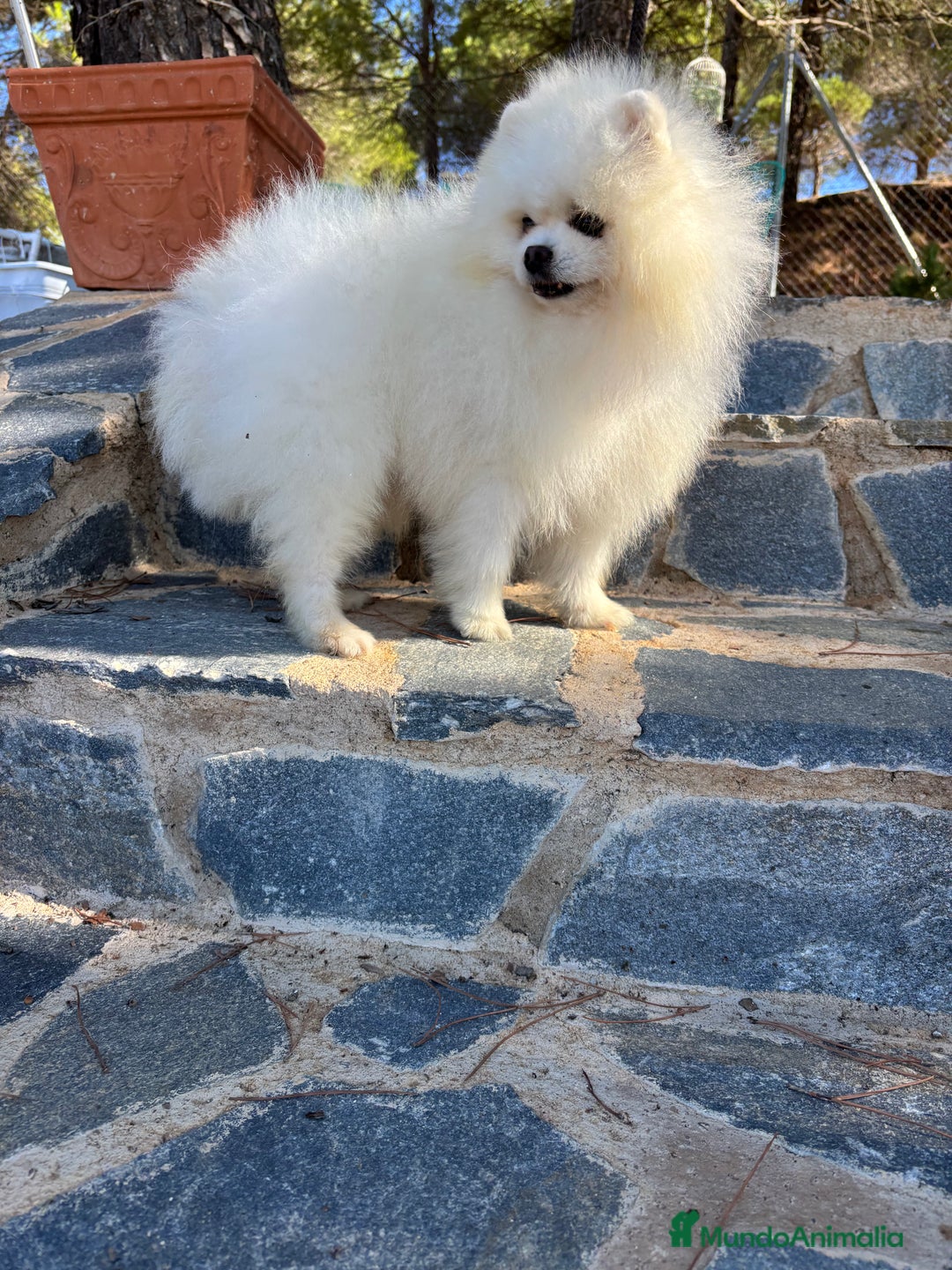 Pomerania perros en venta: Pomeranias  - Anuncio 7