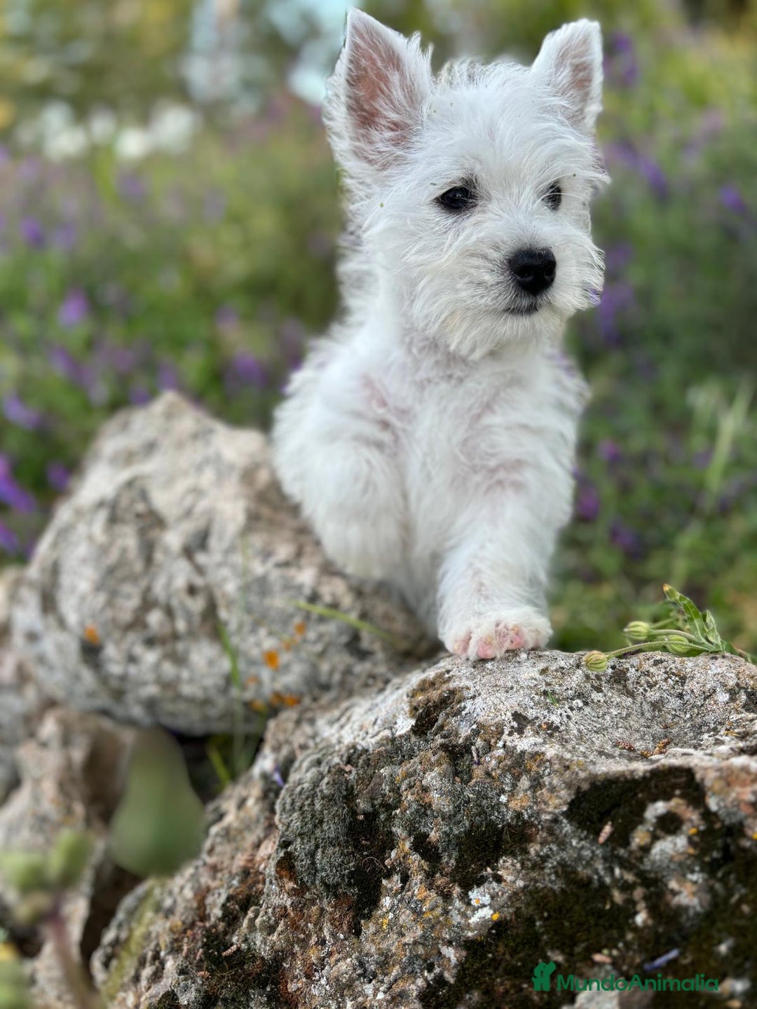 West Highland White Terrier perros en venta: Westys excelentes Ejemplres  - Imagen 3