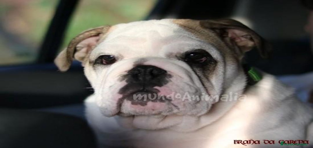 Imagen de galería {{count}}