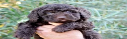 Perro de Agua Español perros en venta: CAMA DE PERRO DE AGUA ESPAÑOL  - Anuncio 20