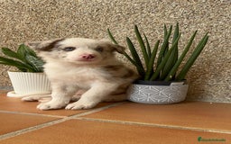 Border Collie perros en venta: BORDER COLLIE MERLE MACHO - Imagen 21