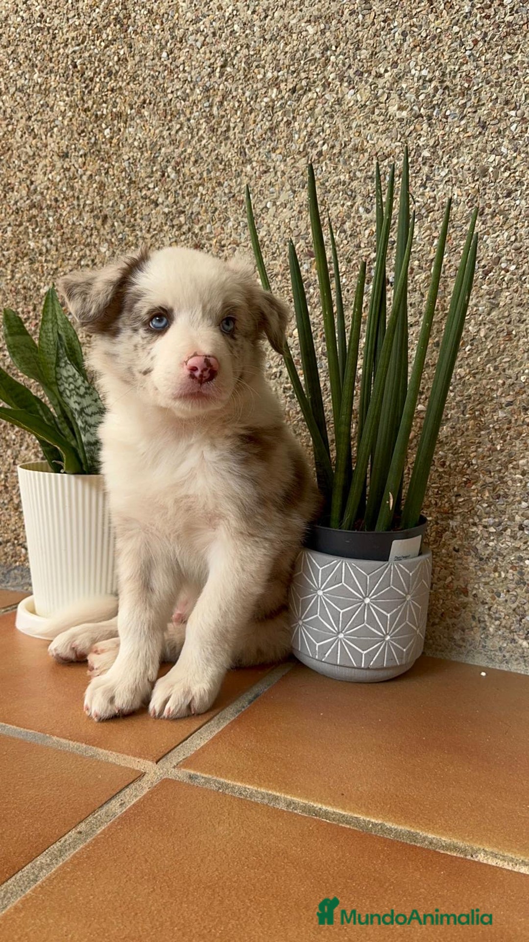 Border Collie perros en venta: BORDER COLLIE MERLE MACHO - Imagen 21