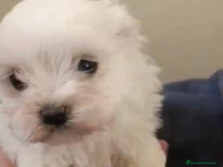Bichón Maltés perros Bichon maltés toy - Anuncio 16