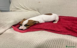 Jack Russell Terrier perros en venta: Ultimas hembras Jack Russell  - Anuncio 4