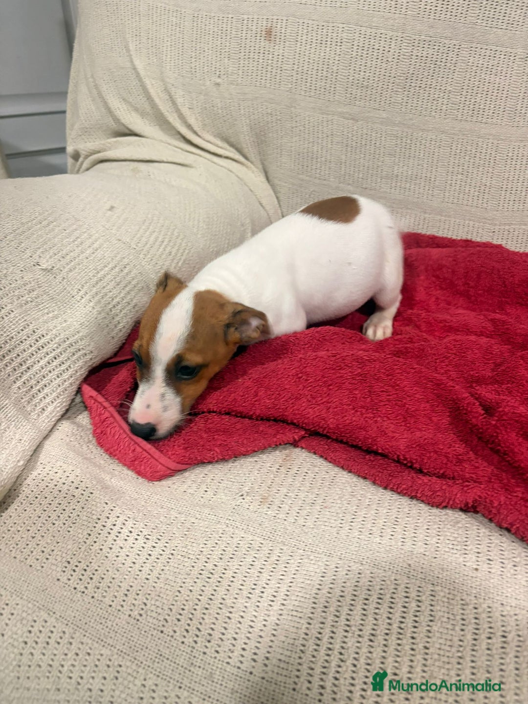 Jack Russell Terrier perros en venta: Ultimas hembras Jack Russell  - Anuncio 4